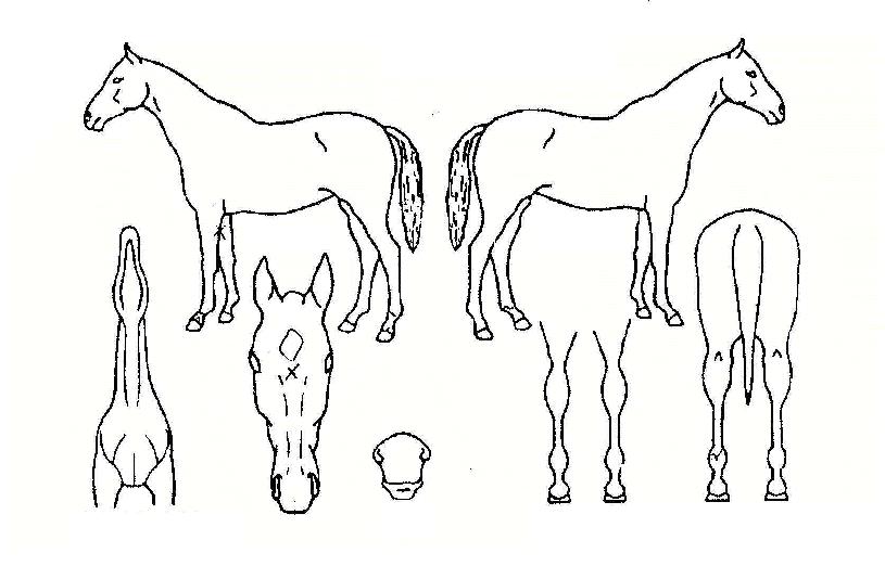 õ�ϵ�ǳ�� ����,���,�޸�,�λ�,�ٸ��� Ư¡����