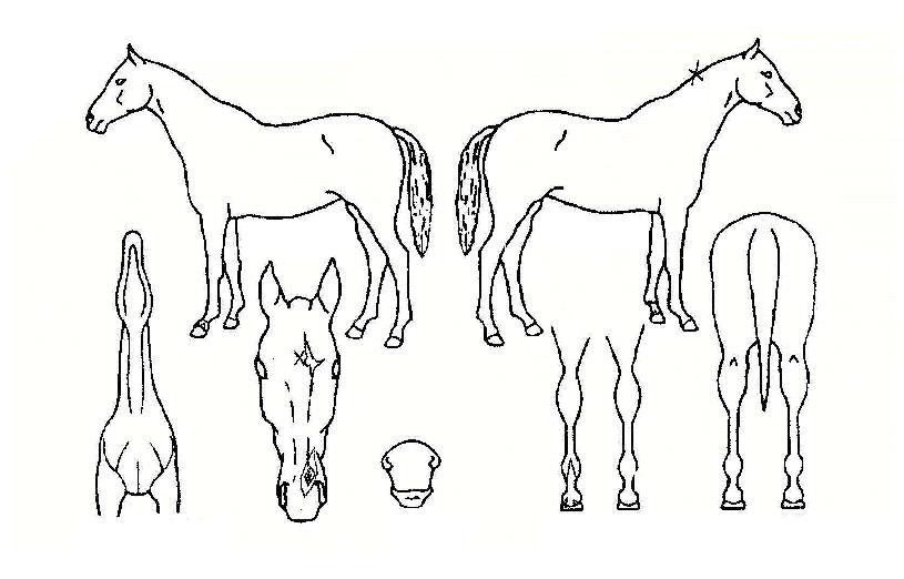 �����Ͻ��� ����,���,�޸�,�λ�,�ٸ��� Ư¡����