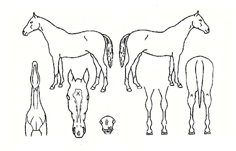 ��ٸ������� ����,���,�޸�,�λ�,�ٸ��� Ư¡����