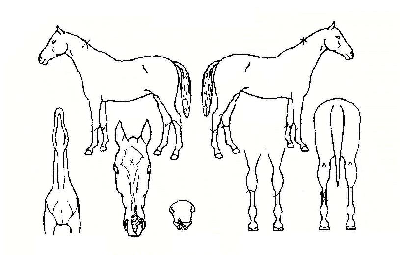 ����Ǳ���� ����,���,�޸�,�λ�,�ٸ��� Ư¡����