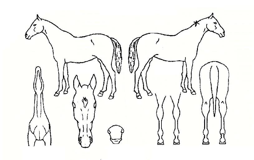 �ʰ��� ����,���,�޸�,�λ�,�ٸ��� Ư¡����