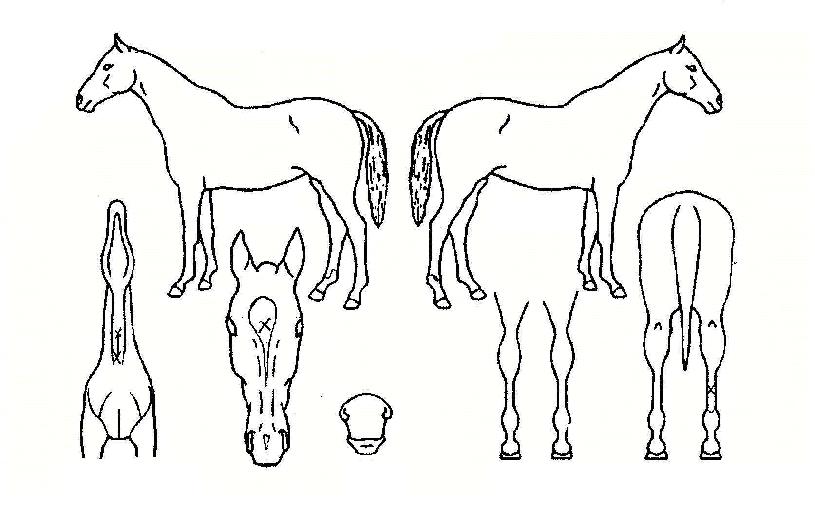 ÀÓÀÚµµÀÇ Ãø¸é,¿ì¸é,µÞ¸é,µÎ»ó,´Ù¸®ÀÇ Æ¯Â¡µµÇØ