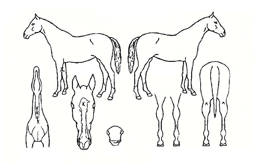 ����ī���� ����,���,�޸�,�λ�,�ٸ��� Ư¡����