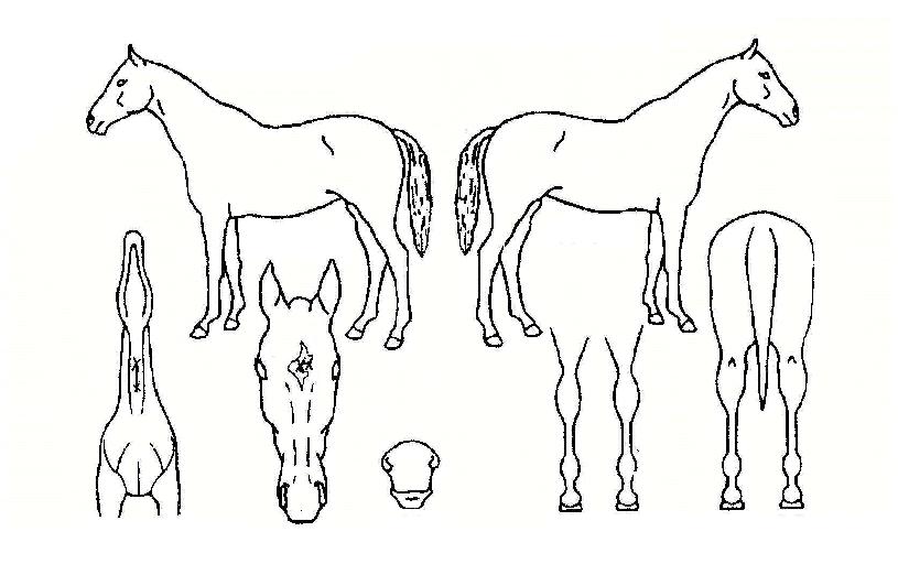 ���������� ����,���,�޸�,�λ�,�ٸ��� Ư¡����