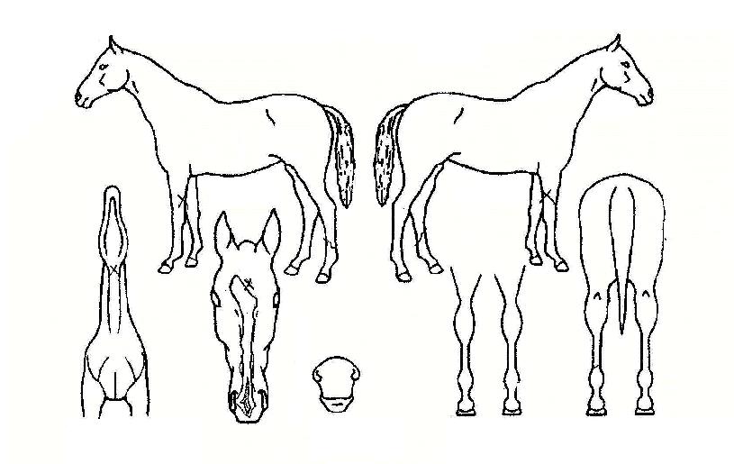 ±ÂŸÀÓÀÇ Ãø¸é,¿ì¸é,µÞ¸é,µÎ»ó,´Ù¸®ÀÇ Æ¯Â¡µµÇØ