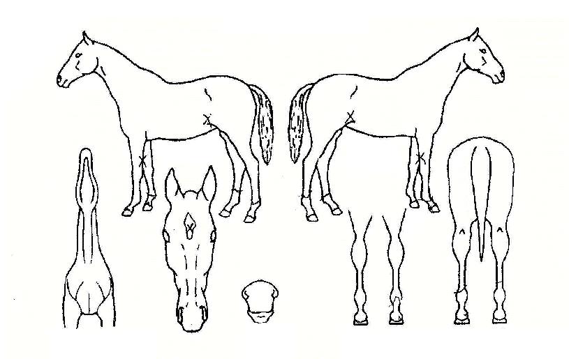 µ¹Ç³Á¦¾ÐÀÇ Ãø¸é,¿ì¸é,µÞ¸é,µÎ»ó,´Ù¸®ÀÇ Æ¯Â¡µµÇØ