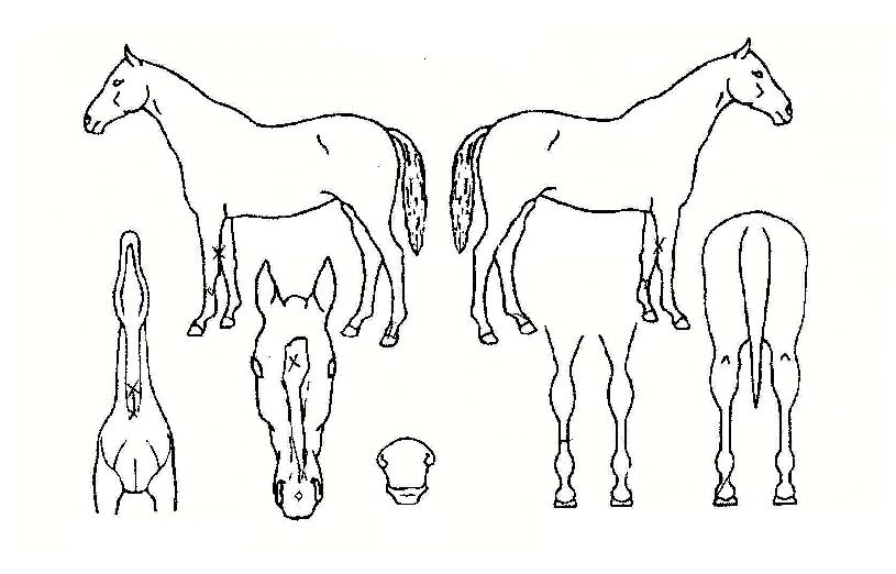 ½ºÆÄ¸£Å¸ÀÇ Ãø¸é,¿ì¸é,µÞ¸é,µÎ»ó,´Ù¸®ÀÇ Æ¯Â¡µµÇØ