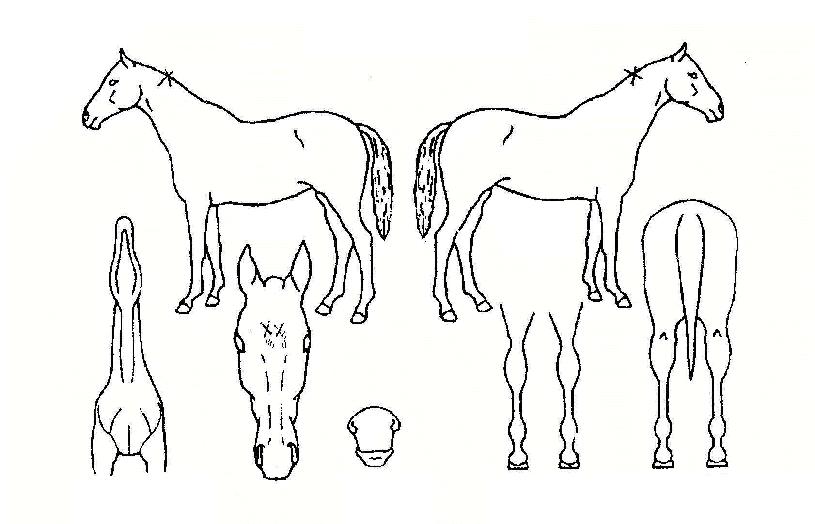 ������ ����,���,�޸�,�λ�,�ٸ��� Ư¡����