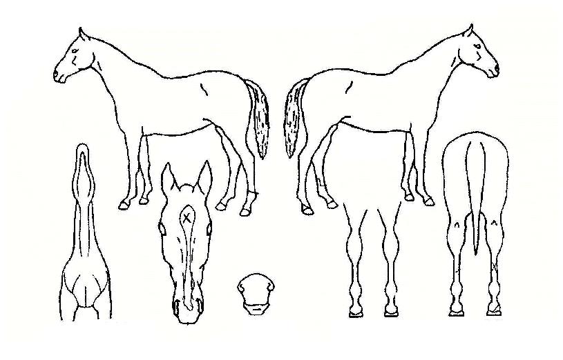 ����Ǯ�ڸ��� ����,���,�޸�,�λ�,�ٸ��� Ư¡����