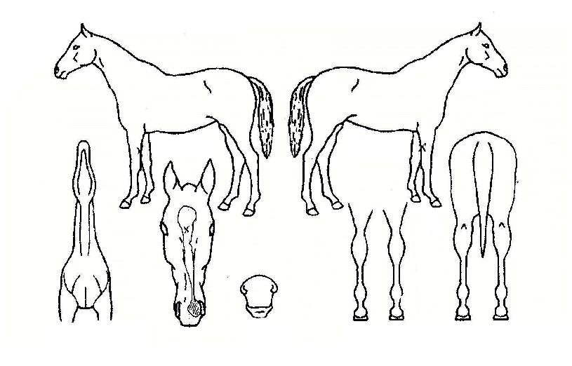 �ʽ��� ����,���,�޸�,�λ�,�ٸ��� Ư¡����