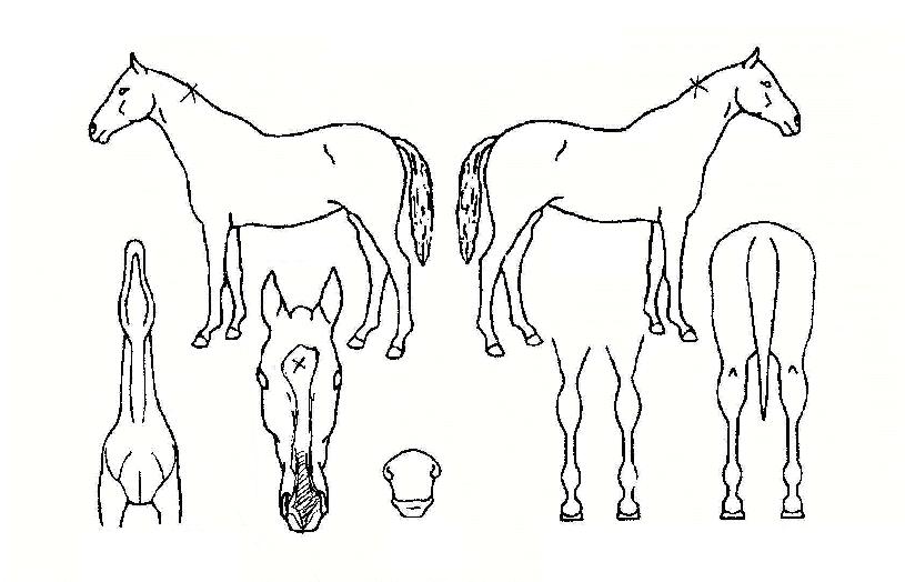 ������ ����,���,�޸�,�λ�,�ٸ��� Ư¡����