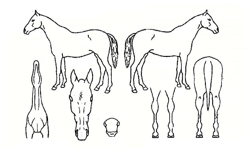 ÆË½ºÄ¸Æ¾ÀÇ Ãø¸é,¿ì¸é,µÞ¸é,µÎ»ó,´Ù¸®ÀÇ Æ¯Â¡µµÇØ