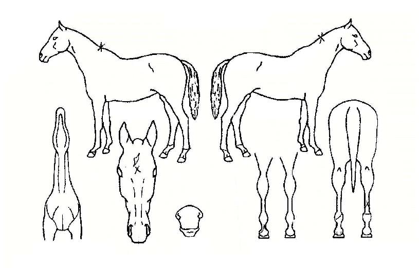 ����Ƽ����Ȧ�� ����,���,�޸�,�λ�,�ٸ��� Ư¡����