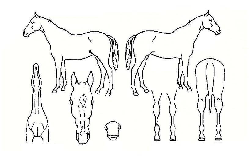 ¼±µÎµ¹ÆÄÀÇ Ãø¸é,¿ì¸é,µÞ¸é,µÎ»ó,´Ù¸®ÀÇ Æ¯Â¡µµÇØ