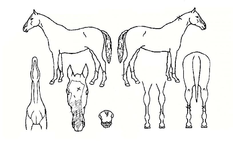 ¾Æ¿ìÅä¹ÝÀÇ Ãø¸é,¿ì¸é,µÞ¸é,µÎ»ó,´Ù¸®ÀÇ Æ¯Â¡µµÇØ