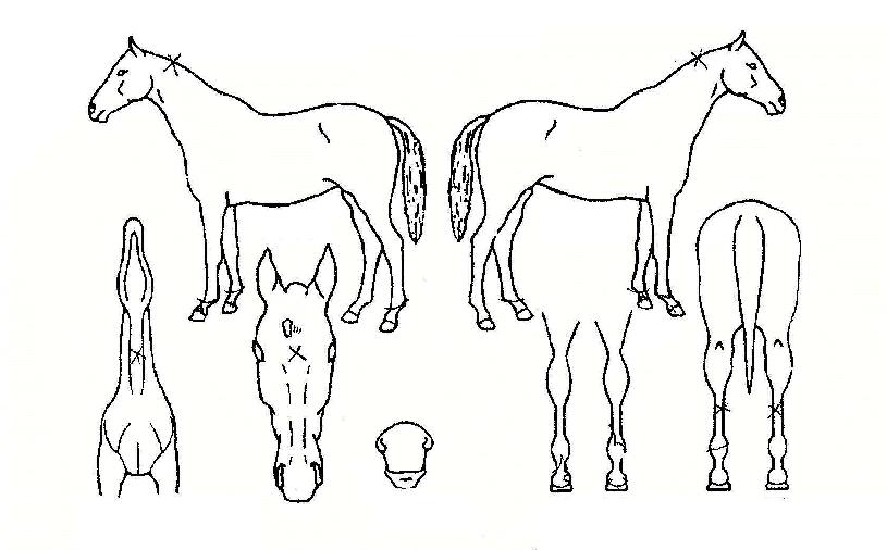 ������ ����,���,�޸�,�λ�,�ٸ��� Ư¡����