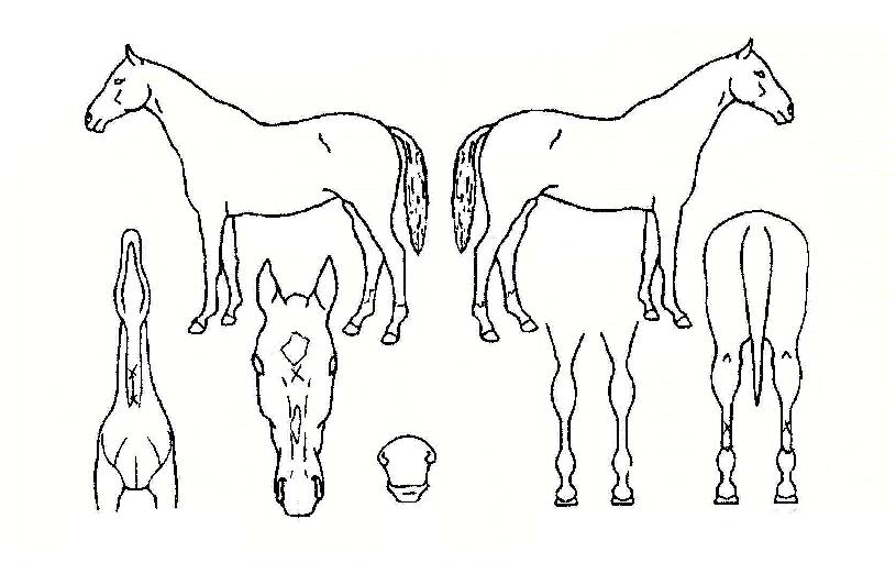 ������ ����,���,�޸�,�λ�,�ٸ��� Ư¡����