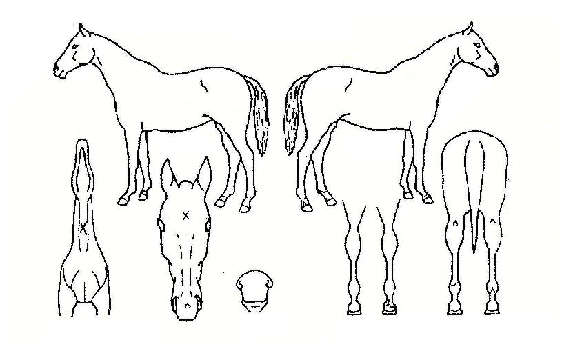 �����ڸ��� ����,���,�޸�,�λ�,�ٸ��� Ư¡����