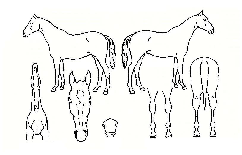 ºòÆ÷ÀÎÆ®ÀÇ Ãø¸é,¿ì¸é,µÞ¸é,µÎ»ó,´Ù¸®ÀÇ Æ¯Â¡µµÇØ