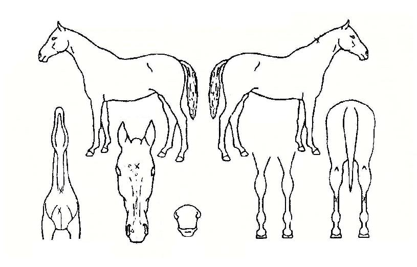 ÅÍÇÁ¿ìµåÀÇ Ãø¸é,¿ì¸é,µÞ¸é,µÎ»ó,´Ù¸®ÀÇ Æ¯Â¡µµÇØ