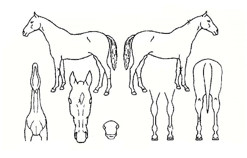 ¸®¾óèÇÁÀÇ Ãø¸é,¿ì¸é,µÞ¸é,µÎ»ó,´Ù¸®ÀÇ Æ¯Â¡µµÇØ