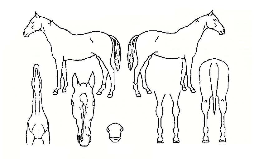 ÇÑ·ù¿Ç³ÀÇ Ãø¸é,¿ì¸é,µÞ¸é,µÎ»ó,´Ù¸®ÀÇ Æ¯Â¡µµÇØ