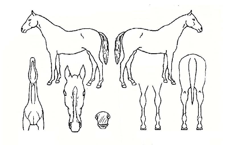 ���÷����� ����,���,�޸�,�λ�,�ٸ��� Ư¡����