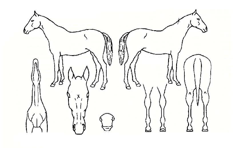 ����Ư���ڸ��� ����,���,�޸�,�λ�,�ٸ��� Ư¡����