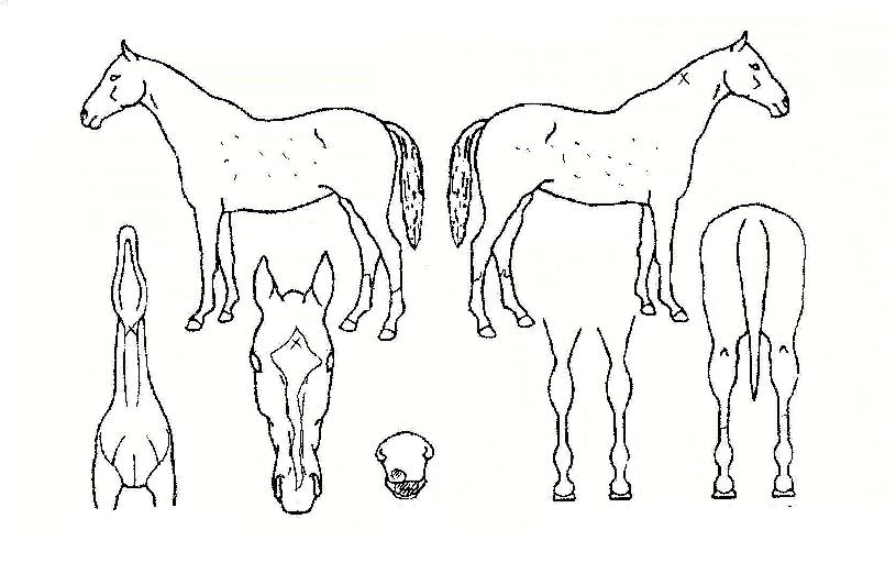 õ���� ����,���,�޸�,�λ�,�ٸ��� Ư¡����