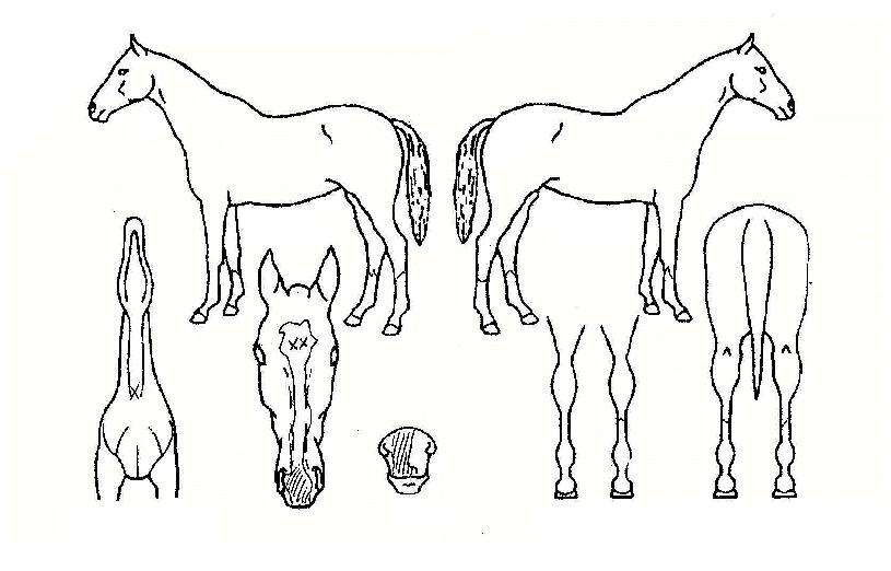 ±Ý°ºñ»çÀÇ Ãø¸é,¿ì¸é,µÞ¸é,µÎ»ó,´Ù¸®ÀÇ Æ¯Â¡µµÇØ