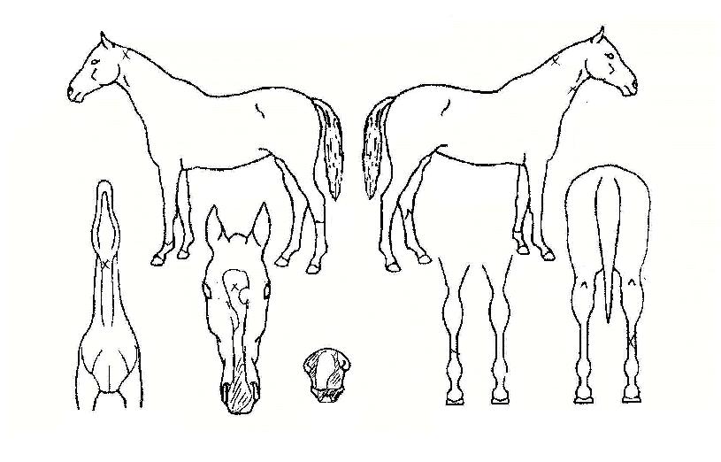 »ó½Â´ëûÀÇ Ãø¸é,¿ì¸é,µÞ¸é,µÎ»ó,´Ù¸®ÀÇ Æ¯Â¡µµÇØ