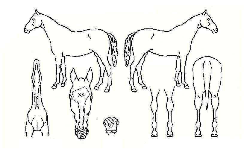 �뺧��ǳ�� ����,���,�޸�,�λ�,�ٸ��� Ư¡����