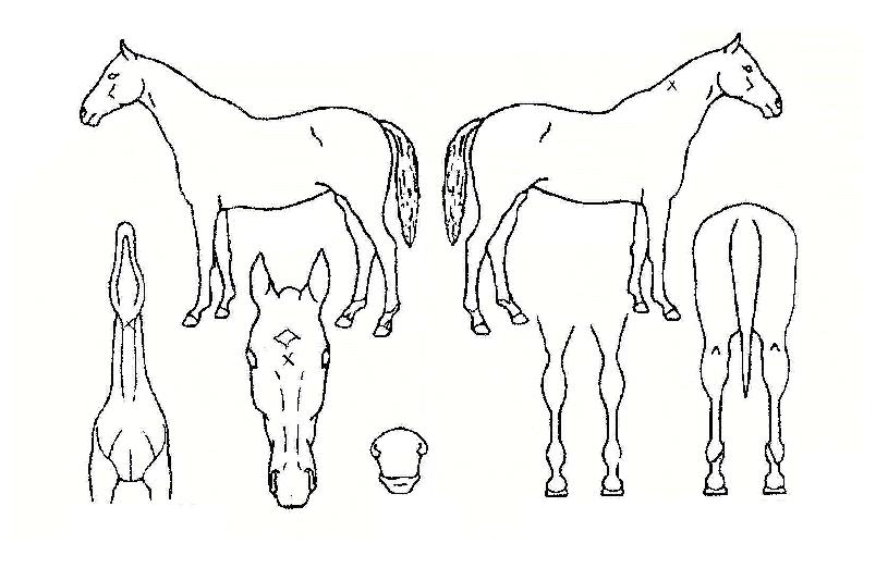 ºäƼǮ´í¼ÀÇ Ãø¸é,¿ì¸é,µÞ¸é,µÎ»ó,´Ù¸®ÀÇ Æ¯Â¡µµÇØ