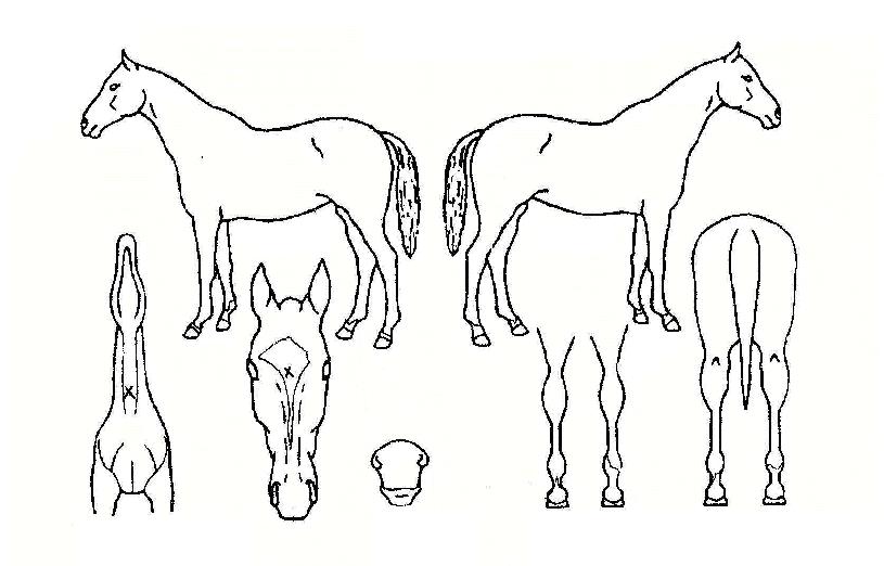 Çǽº·ÎµåÀÇ Ãø¸é,¿ì¸é,µÞ¸é,µÎ»ó,´Ù¸®ÀÇ Æ¯Â¡µµÇØ