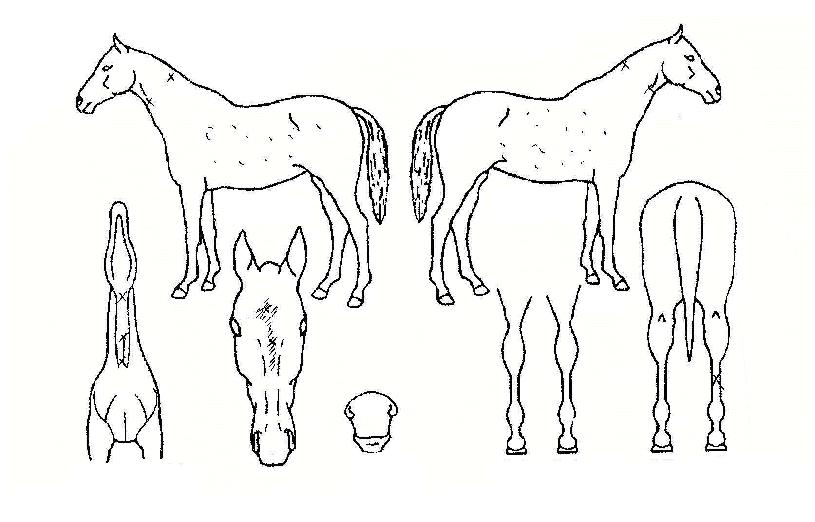 �ѹ��ǳ����� ����,���,�޸�,�λ�,�ٸ��� Ư¡����