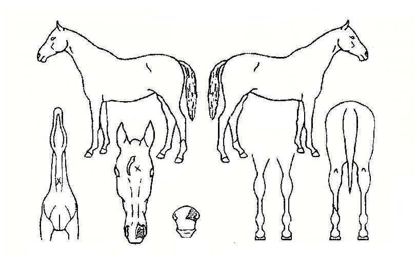 °¡¼ÓµµÀÚ¸¶ÀÇ Ãø¸é,¿ì¸é,µÞ¸é,µÎ»ó,´Ù¸®ÀÇ Æ¯Â¡µµÇØ