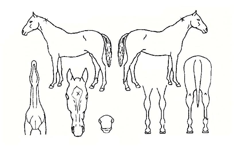 ĳ����Ʈ�� ����,���,�޸�,�λ�,�ٸ��� Ư¡����