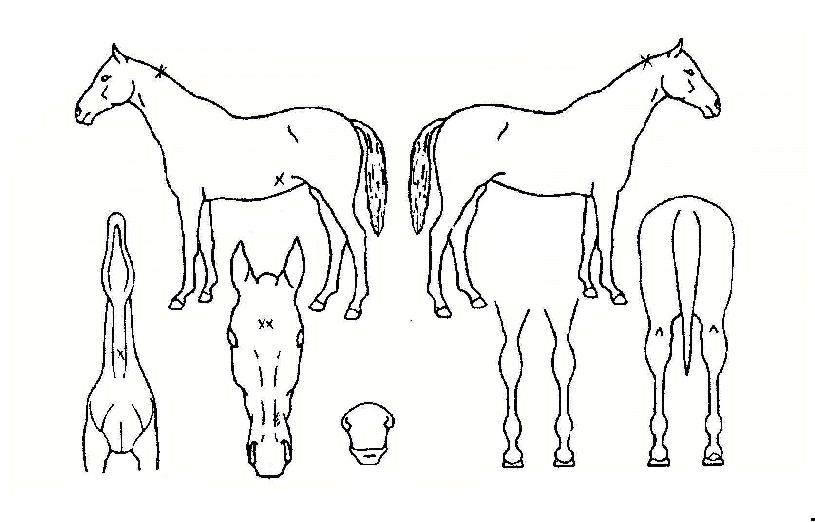 �ͺ��� ����,���,�޸�,�λ�,�ٸ��� Ư¡����