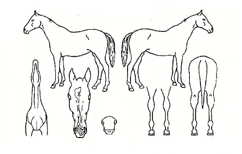 ����ĸƾ�� ����,���,�޸�,�λ�,�ٸ��� Ư¡����