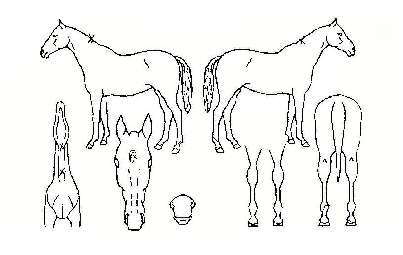 ¼ö³Êº£ÅÍÀÇ Ãø¸é,¿ì¸é,µÞ¸é,µÎ»ó,´Ù¸®ÀÇ Æ¯Â¡µµÇØ