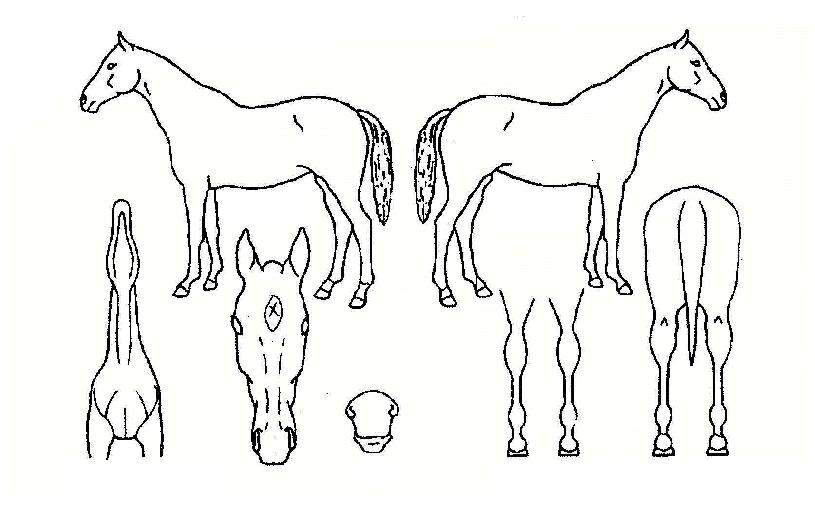 ������Ŀ�� ����,���,�޸�,�λ�,�ٸ��� Ư¡����