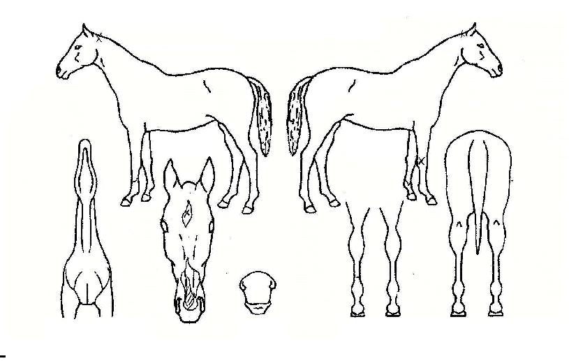 �Ƹ��ٿ��ȭ�� ����,���,�޸�,�λ�,�ٸ��� Ư¡����