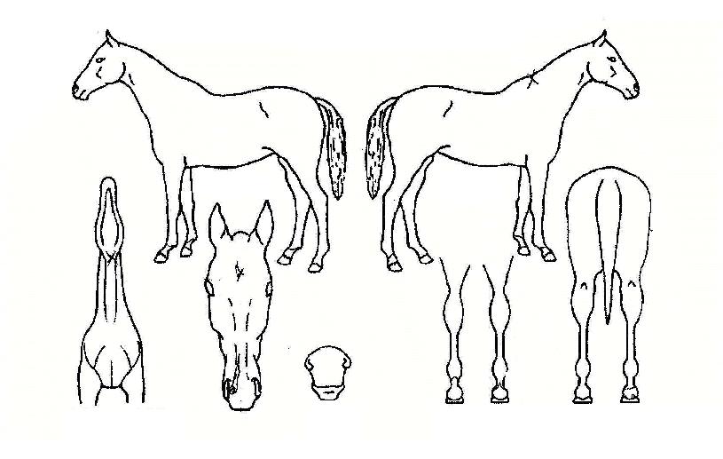 ¸®Ä¡ÀÌõÀÇ Ãø¸é,¿ì¸é,µÞ¸é,µÎ»ó,´Ù¸®ÀÇ Æ¯Â¡µµÇØ