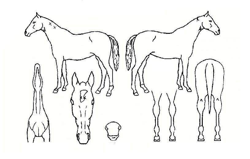 ¸ÚÁø±×³àÀÇ Ãø¸é,¿ì¸é,µÞ¸é,µÎ»ó,´Ù¸®ÀÇ Æ¯Â¡µµÇØ