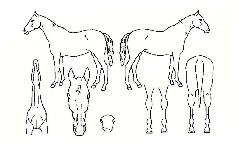 Ʈ�����ڸ����� ����,���,�޸�,�λ�,�ٸ��� Ư¡����