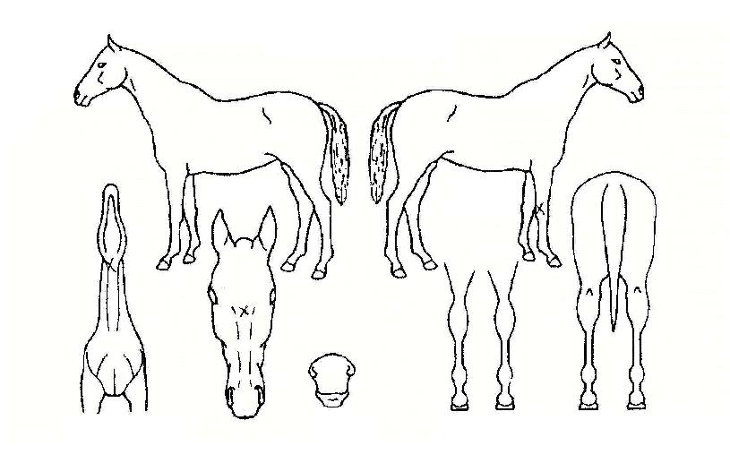 �Ҳɹ�½�� ����,���,�޸�,�λ�,�ٸ��� Ư¡����