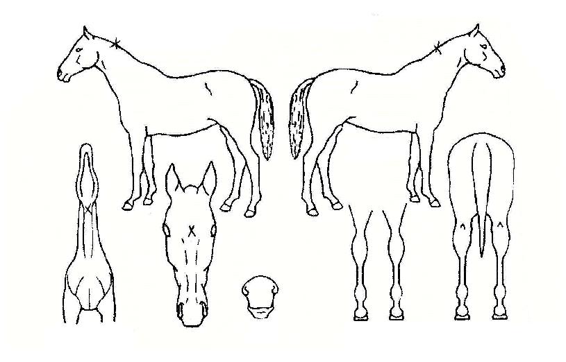 �����ǵ��� ����,���,�޸�,�λ�,�ٸ��� Ư¡����