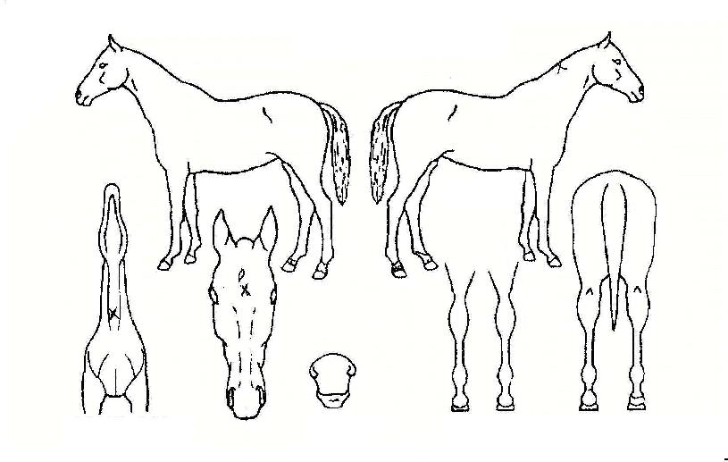 °¡¼Ó´ë·ÎÀÇ Ãø¸é,¿ì¸é,µÞ¸é,µÎ»ó,´Ù¸®ÀÇ Æ¯Â¡µµÇØ