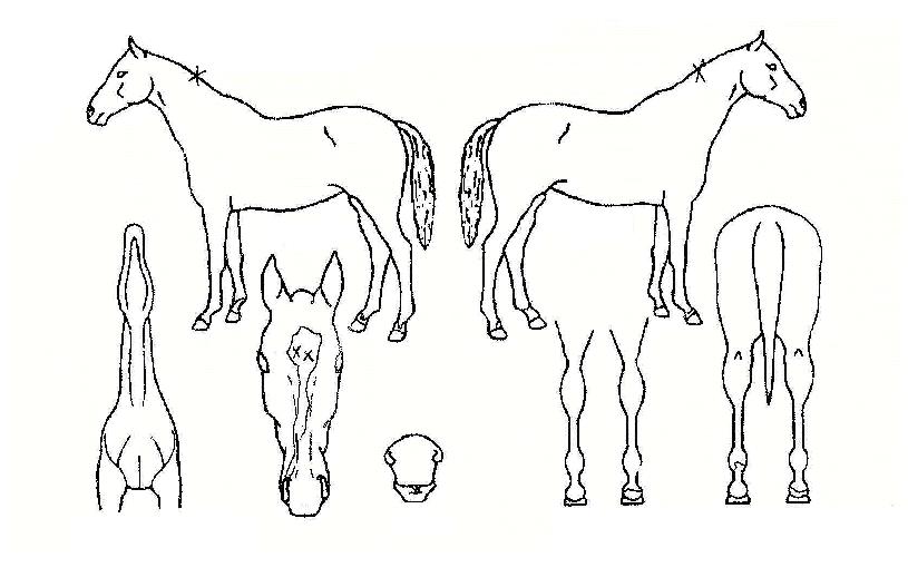 À¸¶äÄÀÇ Ãø¸é,¿ì¸é,µÞ¸é,µÎ»ó,´Ù¸®ÀÇ Æ¯Â¡µµÇØ