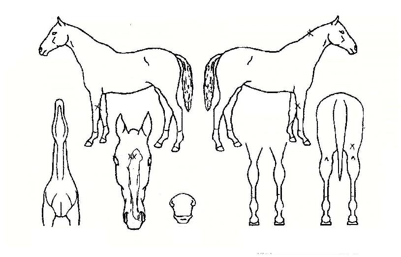 Ʈ���ÿ����� ����,���,�޸�,�λ�,�ٸ��� Ư¡����